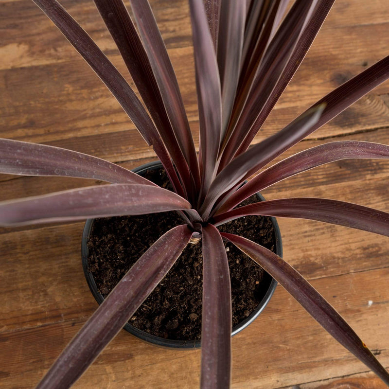 Ti Plant 'Red Sensation' - Urban Sprouts