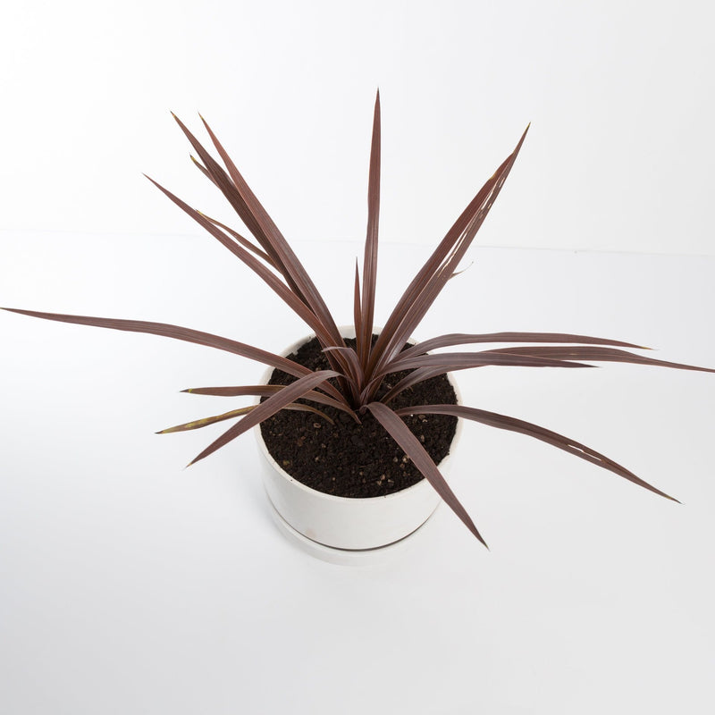 Urban Sprouts Plant 6" in nursery pot Ti Plant 'Red Star'
