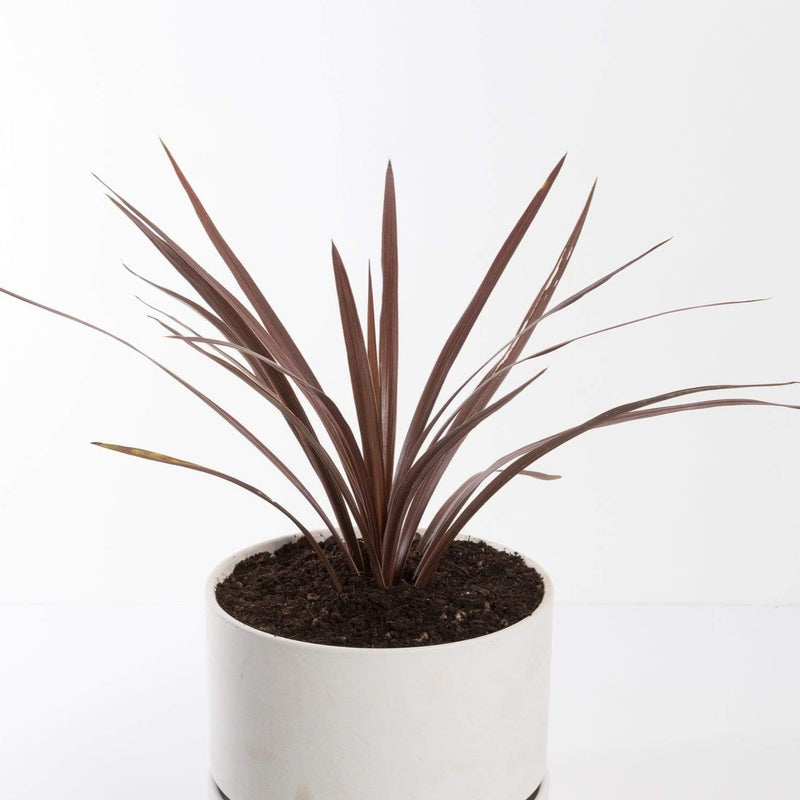 Urban Sprouts Plant 6" in nursery pot Ti Plant 'Red Star'