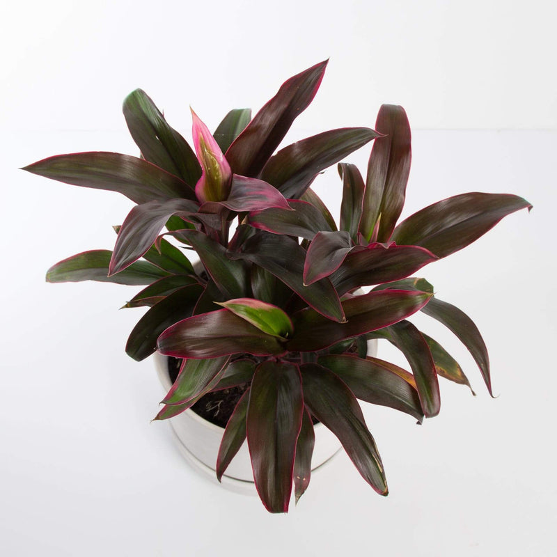 Urban Sprouts Plant 6" in nursery pot Ti Plant 'Sharon'