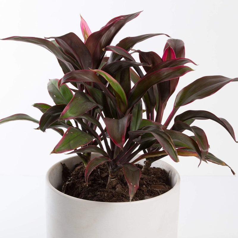Urban Sprouts Plant 6" in nursery pot Ti Plant 'Sharon'
