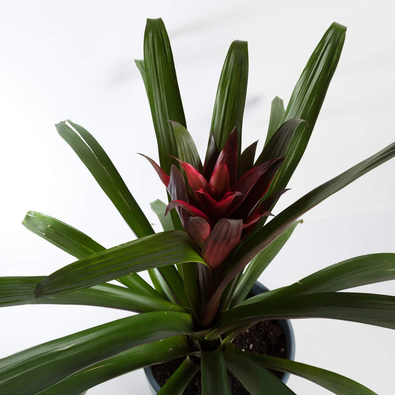 Urban Sprouts Plant 6" / Red Bromeliad 'Silvia'