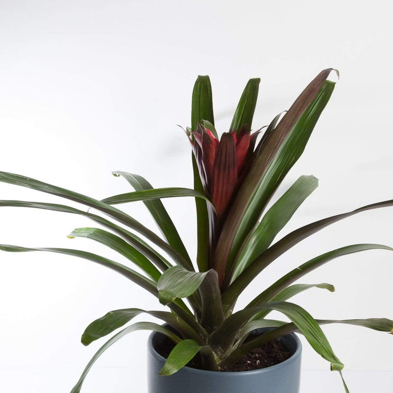 Urban Sprouts Plant 6" / Red Bromeliad 'Silvia'