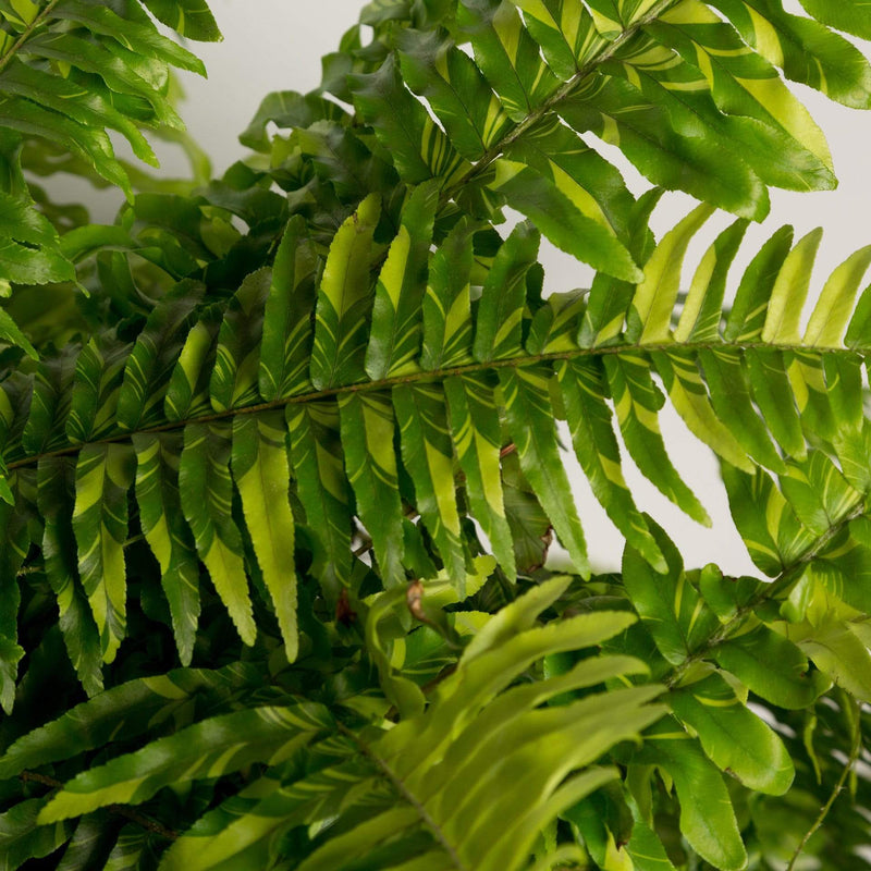Urban Sprouts Plant 8" in nursery pot Fern 'Boston - Tiger'