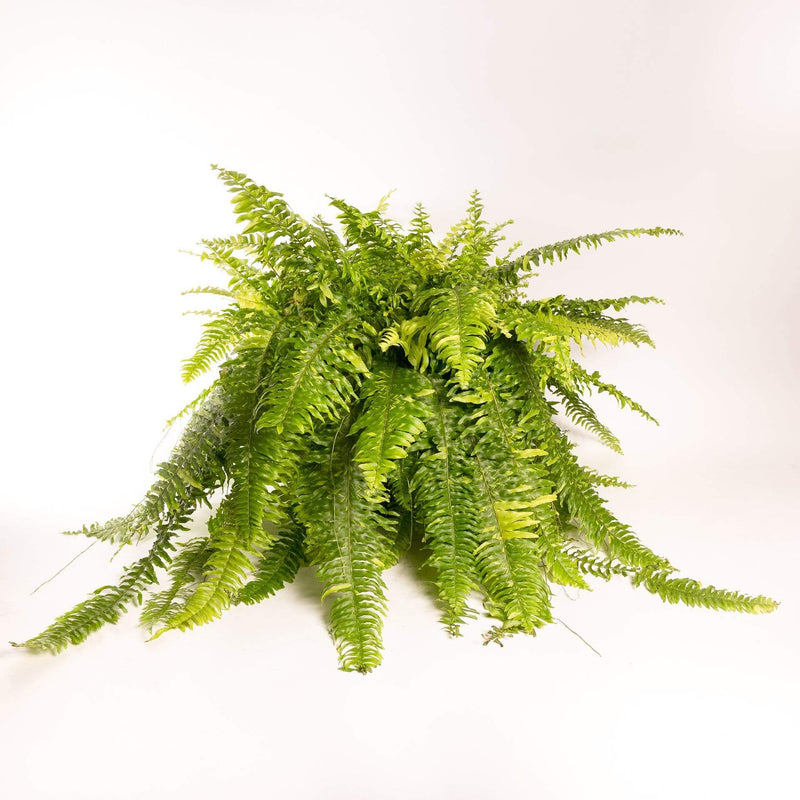 Urban Sprouts Plant 8" in nursery pot Fern 'Boston - Tiger'