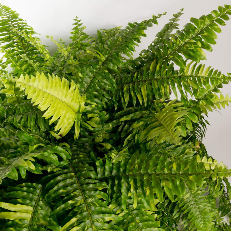 Urban Sprouts Plant 8" in nursery pot Fern 'Boston - Tiger'