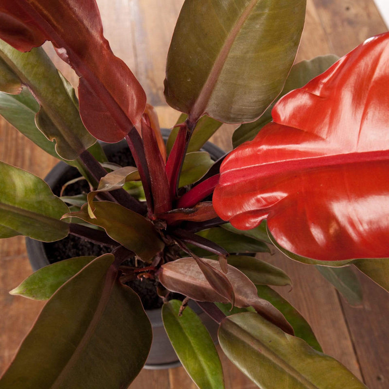 Philodendron 'Autumn' - Urban Sprouts