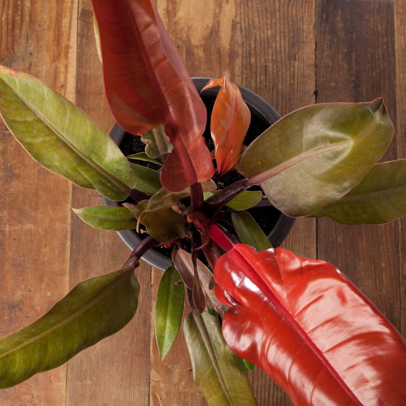 Philodendron 'Autumn' - Urban Sprouts