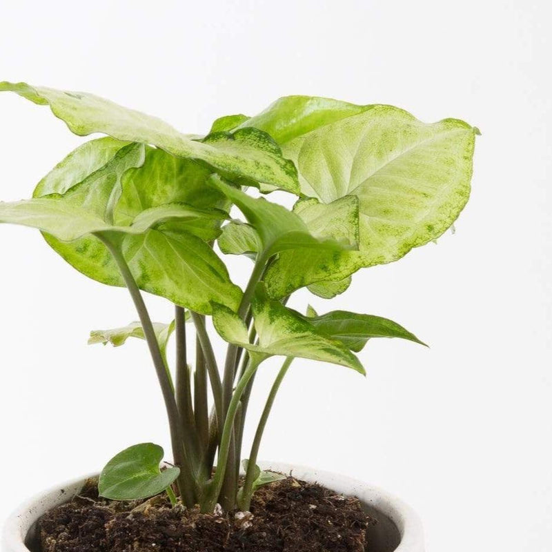 Urban Sprouts Plant Arrowhead Vine 'Creamsicle'