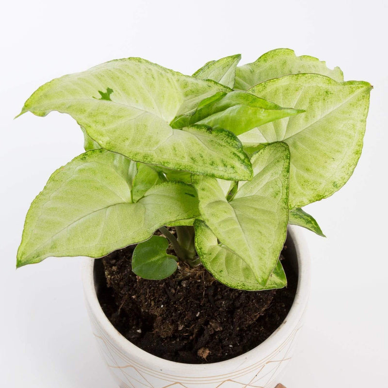 Urban Sprouts Plant Arrowhead Vine 'Creamsicle'