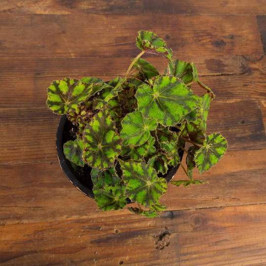 Begonia 'Little Darling' - Urban Sprouts