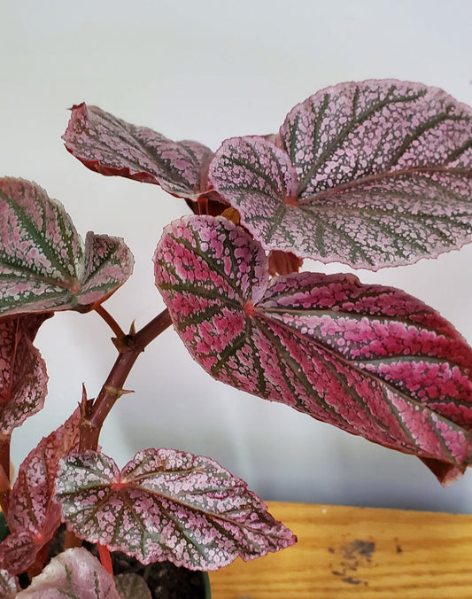 Urban Sprouts Plant Begonia 'Maurice Amy'