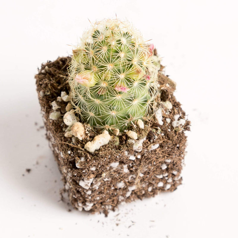 Urban Sprouts Plant Cactus 'Gold Lace'