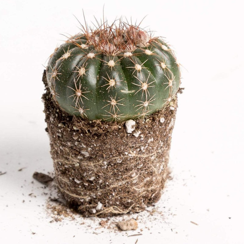 Urban Sprouts Plant Cactus 'Green Tomato'