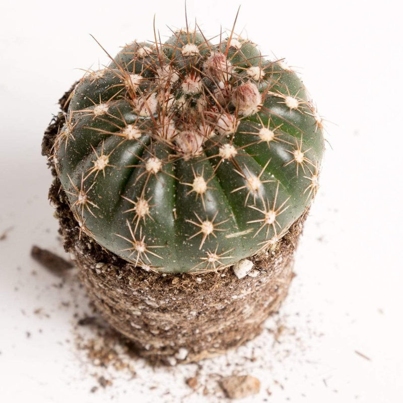 Urban Sprouts Plant Cactus 'Green Tomato'
