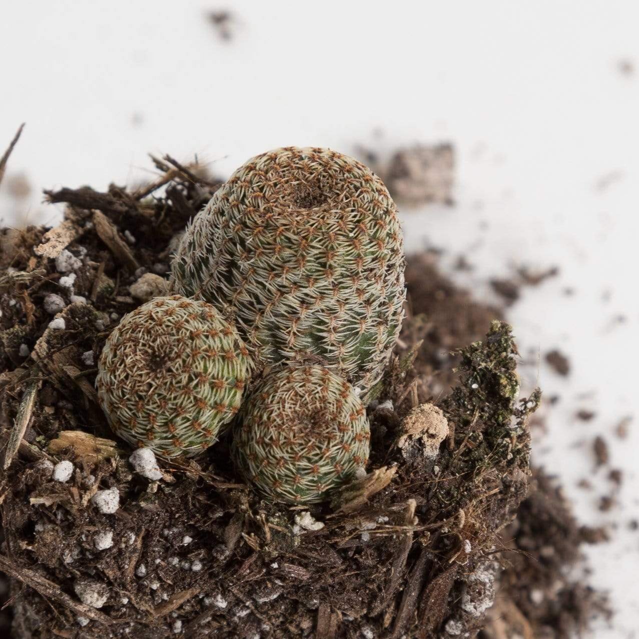 http://urbansproutsstore.com/cdn/shop/products/urban-sprouts-plant-cactus-lace-hedgehog-30058966712501.jpg?v=1620340609