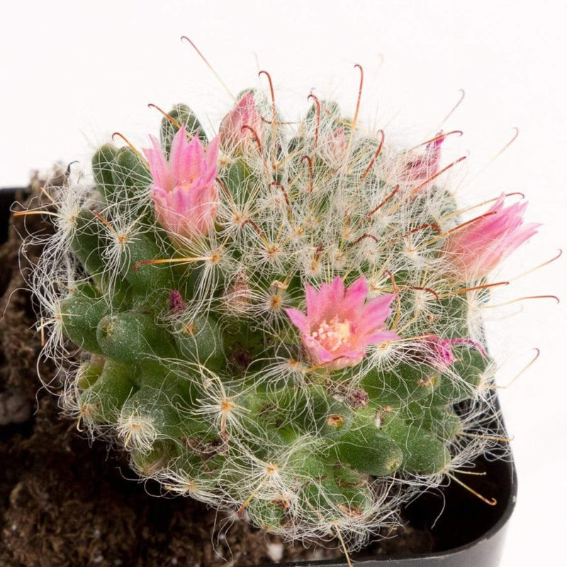 Urban Sprouts Plant Cactus 'Petterssonii'