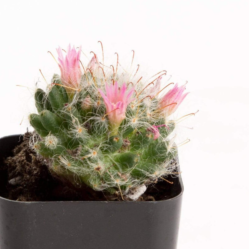 Urban Sprouts Plant Cactus 'Petterssonii'