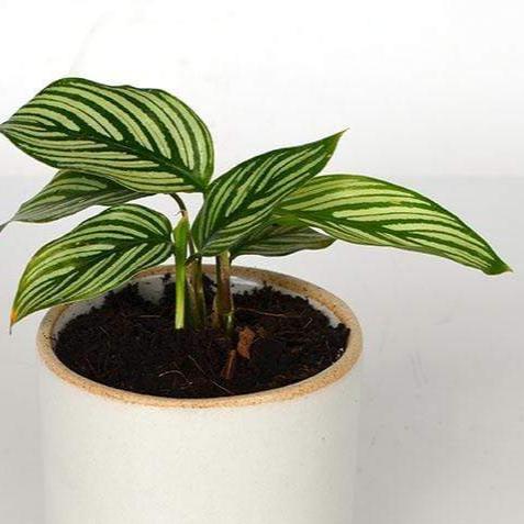 Urban Sprouts Plant Calathea 'Vittata'
