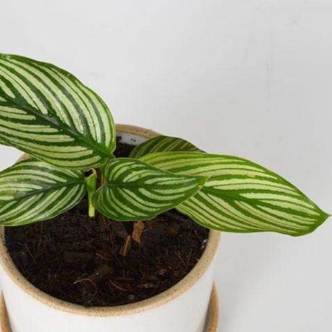 Urban Sprouts Plant Calathea 'Vittata'