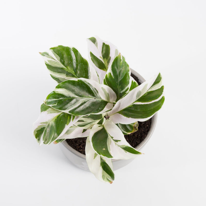 Urban Sprouts Plant Calathea 'White Fusion'