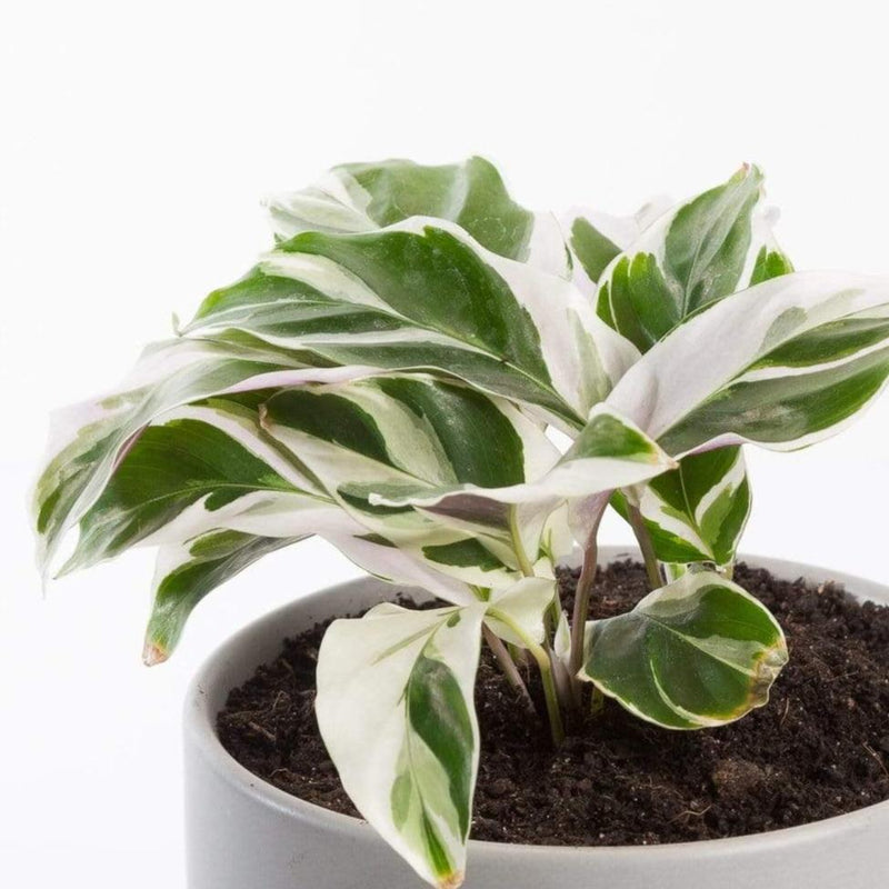 Urban Sprouts Plant Calathea 'White Fusion'
