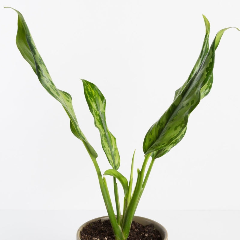Urban Sprouts Plant Chinese Evergreen 'Juliette'