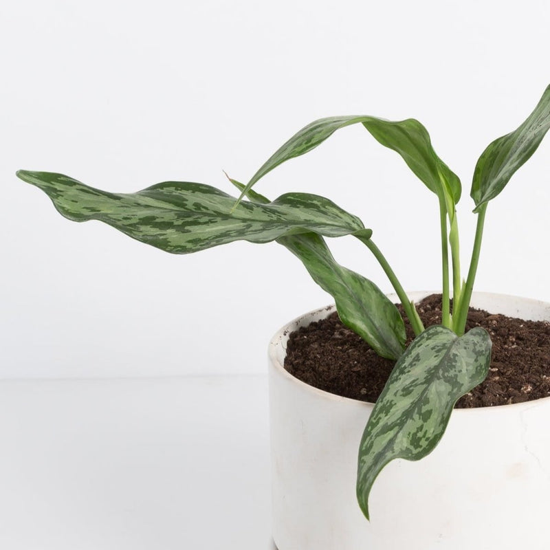 Urban Sprouts Plant Chinese Evergreen 'Silver Ribbons'
