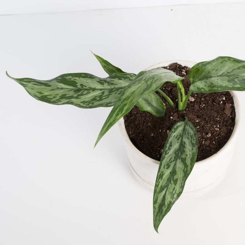Urban Sprouts Plant Chinese Evergreen 'Silver Ribbons'