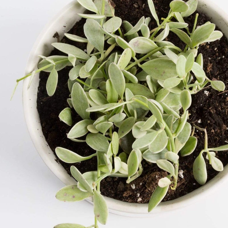 Urban Sprouts Plant Dischidia 'Oiantha'