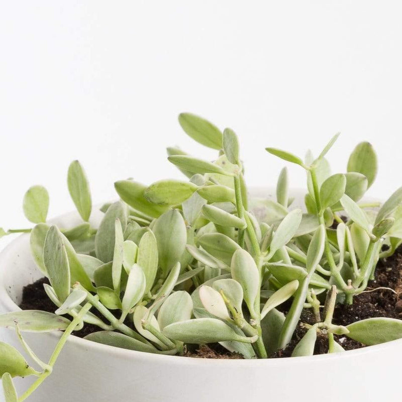 Urban Sprouts Plant Dischidia 'Oiantha'