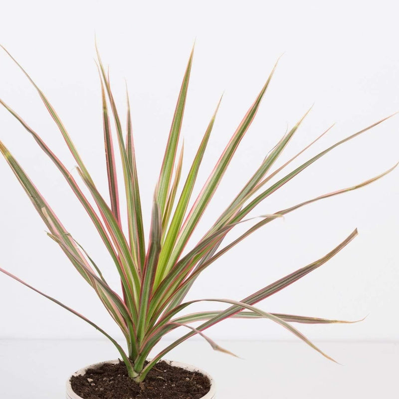 Urban Sprouts Plant Dragon Tree 'Colorama'