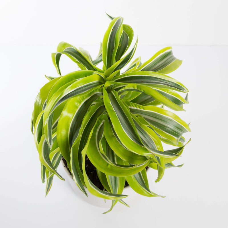 Urban Sprouts Plant Dragon Tree 'Lemon Surprise'