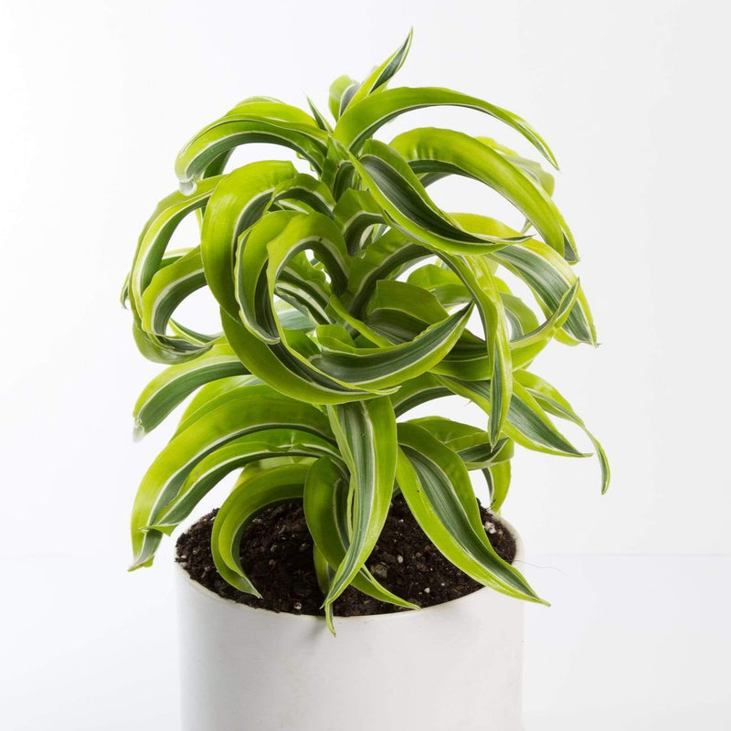 Urban Sprouts Plant Dragon Tree 'Lemon Surprise'