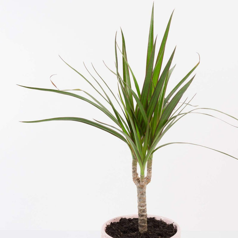 Urban Sprouts Plant Dragon Tree 'Magenta'