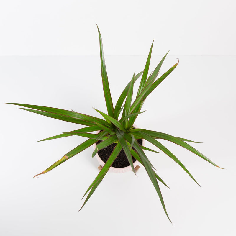 Urban Sprouts Plant Dragon Tree 'Magenta'