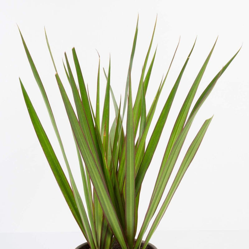 Urban Sprouts Plant Dragon Tree 'Magenta'