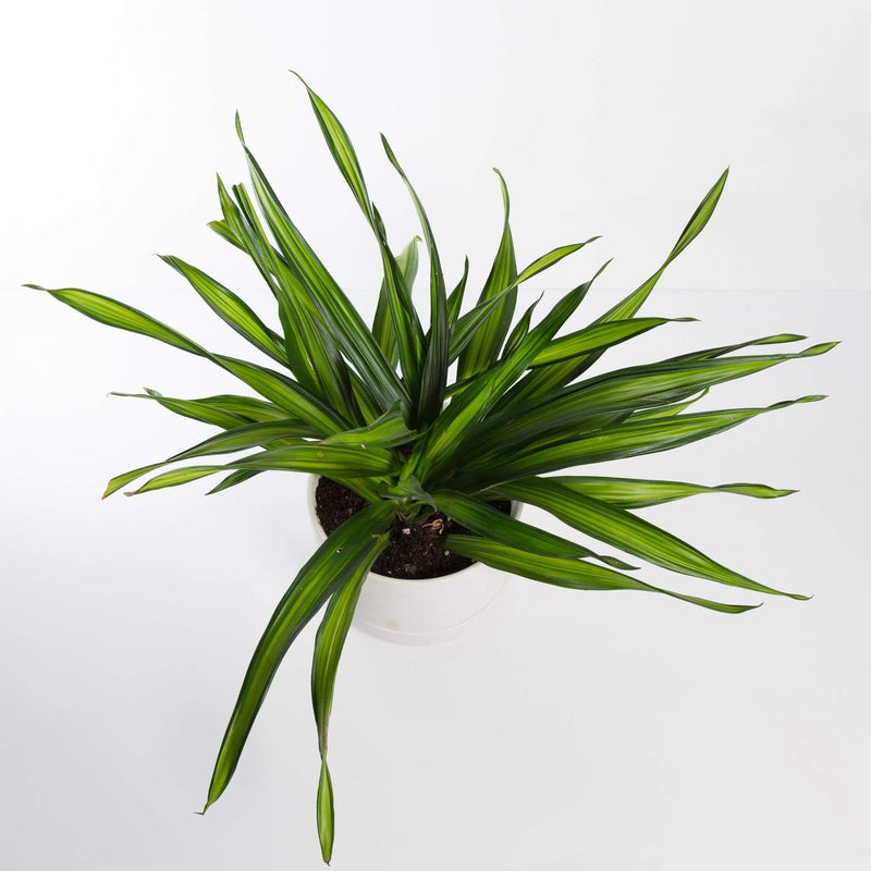 Urban Sprouts Plant Dragon Tree 'Rikki'