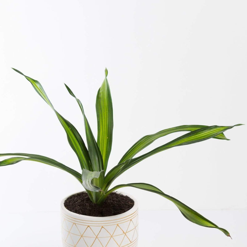 Urban Sprouts Plant Dragon Tree 'Rikki'