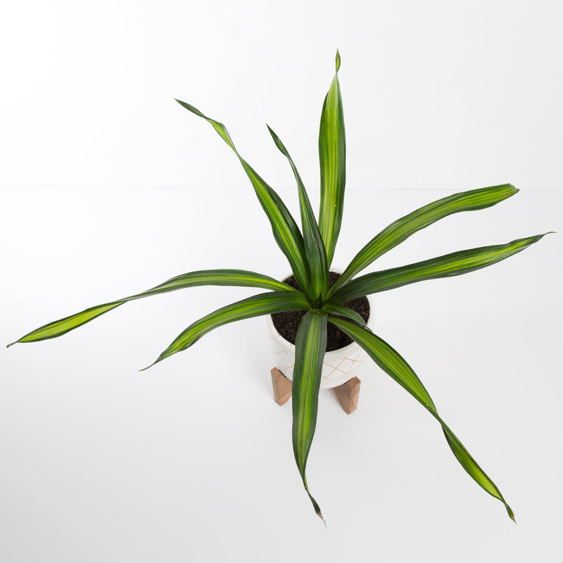 Urban Sprouts Plant Dragon Tree 'Rikki'