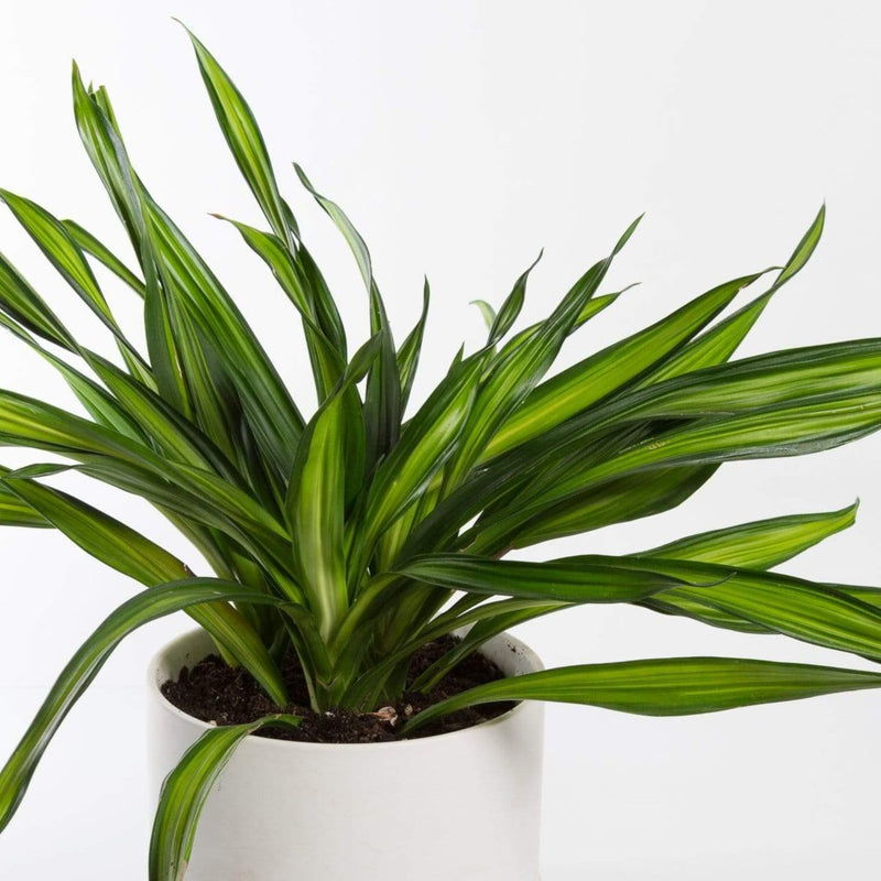 Urban Sprouts Plant Dragon Tree 'Rikki'