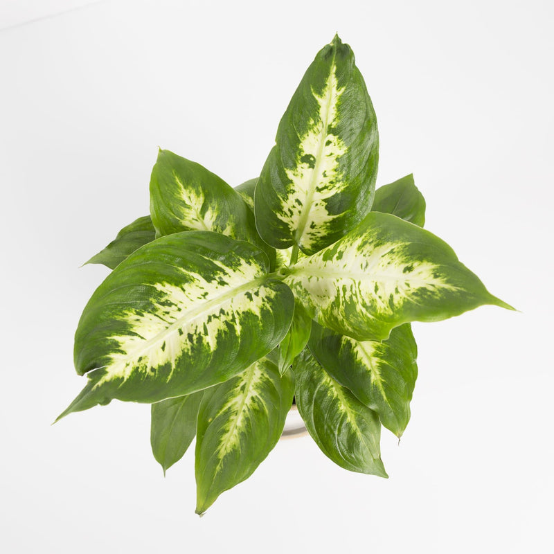 Urban Sprouts Plant Dumb Cane 'Camille'