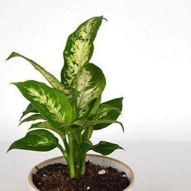 Urban Sprouts Plant Dumb Cane 'Exotica'