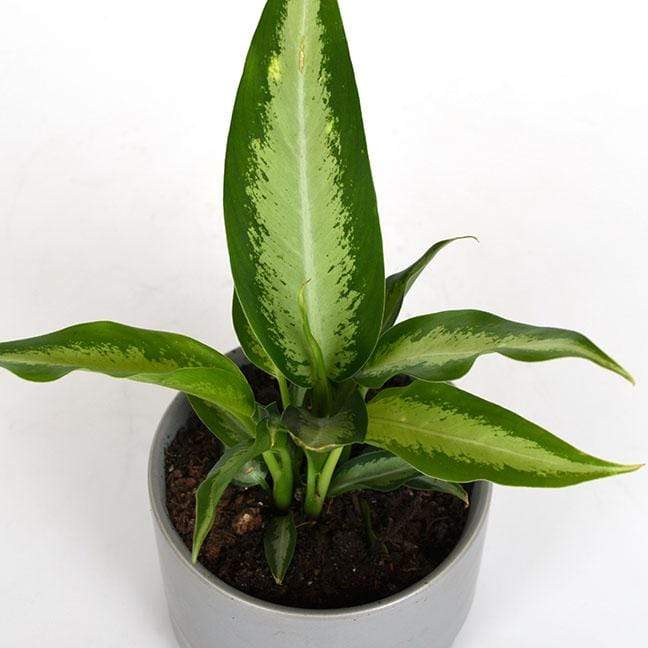 Urban Sprouts Plant Dumb Cane 'Panther'