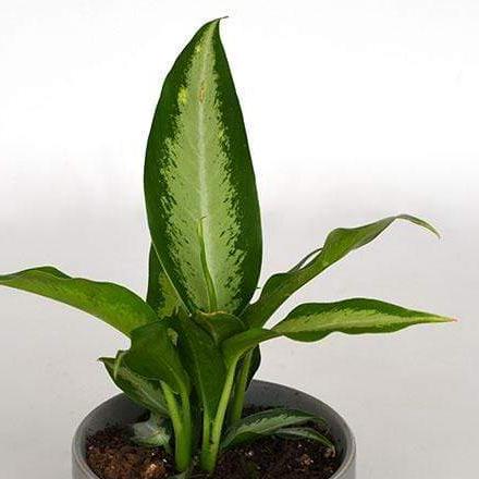 Urban Sprouts Plant Dumb Cane 'Panther'