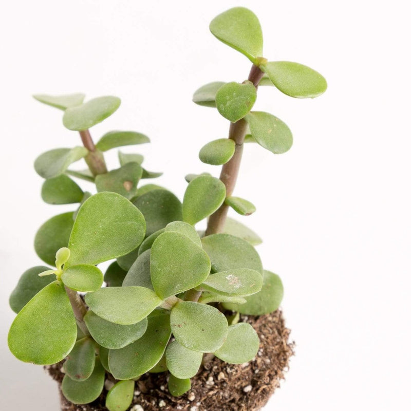Urban Sprouts Plant Elephant Bush 'Mini Jade'