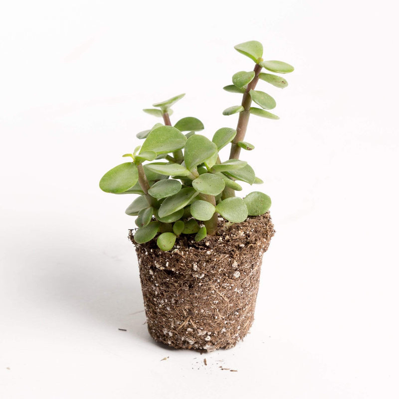 Urban Sprouts Plant Elephant Bush 'Mini Jade'