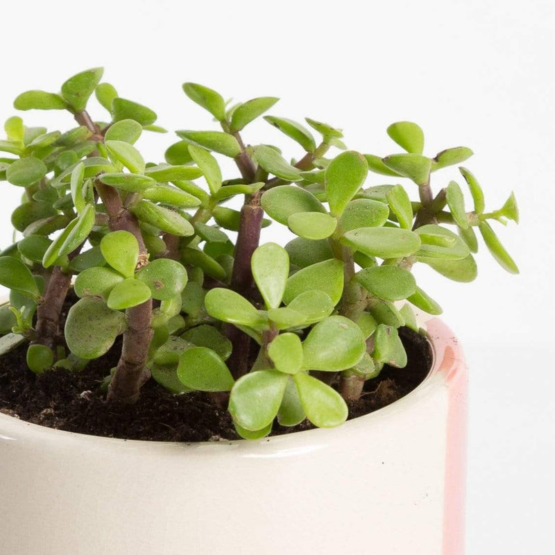 Urban Sprouts Plant Elephant Bush 'Mini Jade'