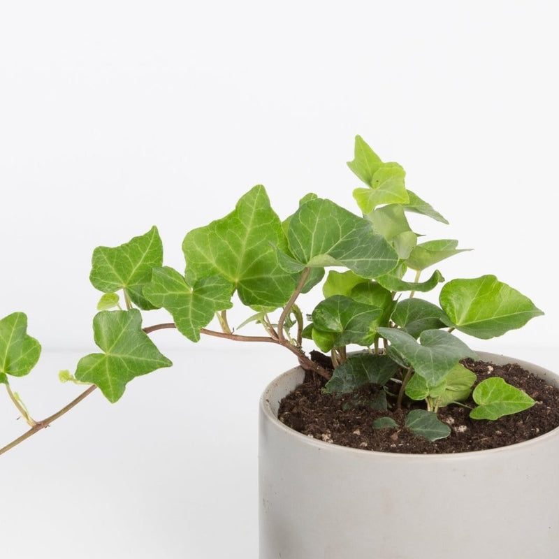 Urban Sprouts Plant English Ivy