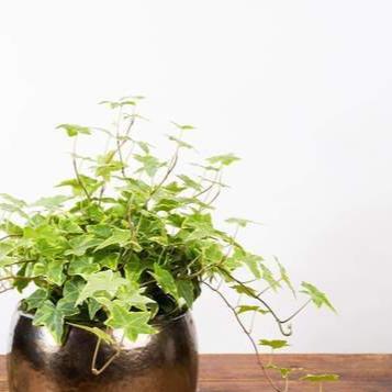 English Ivy 'Goldchild' - Urban Sprouts